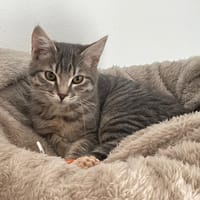 SORA, chat à adopter