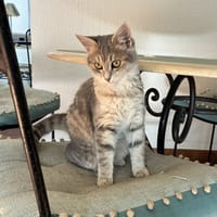 ISAO, chatte à adopter