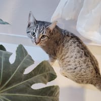 HARIBO, chat à adopter