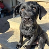 Jiji, chien à adopter
