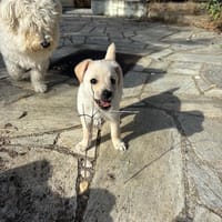 Top Bro, chien à adopter