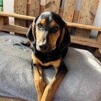 lalo, chien à adopter