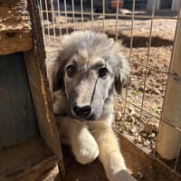 padu, chien à adopter