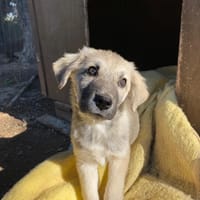 charlotta, chienne à adopter