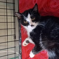 Chess, kotka do adopcji