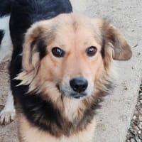 SMUDO - Schnucki auf 4 Pfoten, Hund zur Adoption