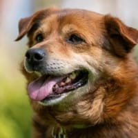 Noch eine Chance für Raffi?, Hund zur Adoption