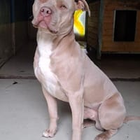 Stafford Fans gesucht, Hund zur Adoption