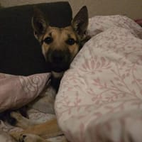 Zuckerpuppe Amira sucht ein Zuhause, Hündin zur Adoption