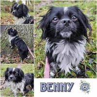 BENNY * klitzekleiner Hundemann, Hund zur Adoption