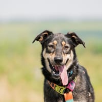 Vivi - eine wahre Schönheit, Hündin zur Adoption