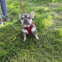 Sehr liebe Französische Bulldogge, Hündin zur Adoption