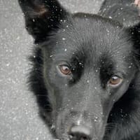 Mave - sensibel und liebevoll, Hündin zur Adoption