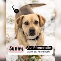 SUNNY  Kämpferherz sucht Ankerplatz, Hündin zur Adoption
