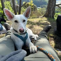 ZEUS, Fledermausohren suchen ein Zuhause, Hund zur Adoption