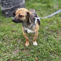 Toffie süßer als Schokolade, Hündin zur Adoption