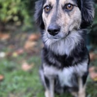 Amaya - eine leise Herzenshündin, Hündin zur Adoption