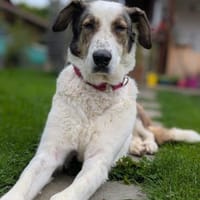 Georgia 9 Jahre 70 cm, Hündin zur Adoption