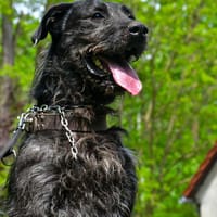 Kira liebt alle Zweibeiner ❤, Hündin zur Adoption