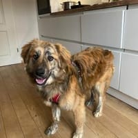 Arlo sucht ein liebevolles Zuhause!, Hund zur Adoption