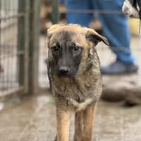 Amira tolle kleine Hündin, Hündin zur Adoption