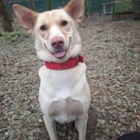 Mia, Powermädchen, Hund zur Adoption