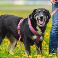 Blume - möchte bei dir erblühen!, Hündin zur Adoption