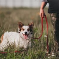 Spike - sensibler Jungspund sucht euch !, Hund zur Adoption