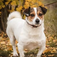 Joschi  Kleiner Herzenshund, Hund zur Adoption