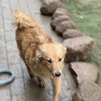 Simba - charmanter Bube sucht Zuhause, Hund zur Adoption