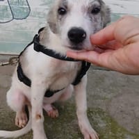 Noname sucht seine Familie, Hund zur Adoption