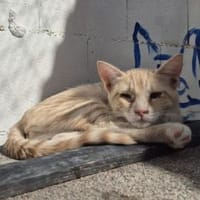 Andrea - Sonnenschein auf 4 Pfoten, Katze zur Adoption