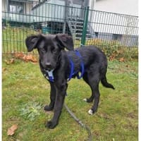 Tamira - wartet in 65474 Rüsselsheim, Hündin zur Adoption