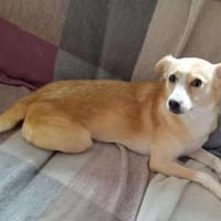 Abigel Mix Hündin 3,5 Jahre alt in 35641, Hündin zur Adoption