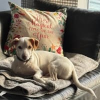 Manolo gibt nicht auf und sucht DIch, Hund zur Adoption