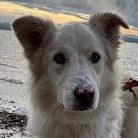 Knut sucht seinen Deckel/ in 82284, Hund zur Adoption