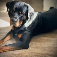 Spike - der Schmusebär, Hund zur Adoption