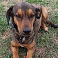 Charmanter Brendon sucht euch, Hund zur Adoption