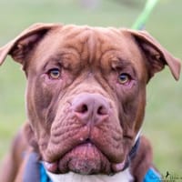 Chico, Hund zur Adoption