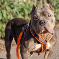 Peggy, Hündin zur Adoption