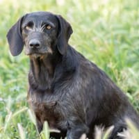 Reina ++sucht dringend++, Hündin zur Adoption