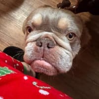 Französische Bulldogge Donny, Hund zur Adoption