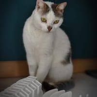 Mia  Ruhige Katzendame sucht Zuhause, Katze zur Adoption