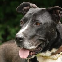 Sarah, Hündin zur Adoption