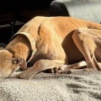 Stitch eine Seele v. Treue und Liebe, Hund zur Adoption