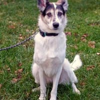 Stella - lieb&verschmust, Hündin zur Adoption