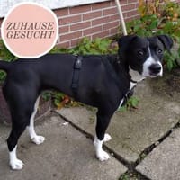 Kira sucht ihr Für-immer-Zuhause🏡, Hündin zur Adoption