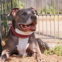 Odin, Hund zur Adoption