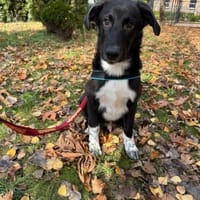 Till ein toller Rüde, Hund zur Adoption