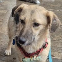 Kirsty - wartet in 96160 Geiselwind, Hündin zur Adoption